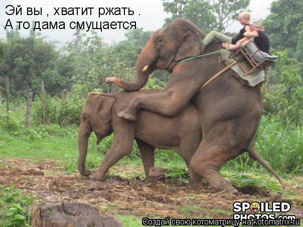 Котоматрица: Эй вы , хватит ржать . А то дама смущается .