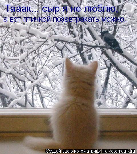 Котоматрица: Тааак... сыр я не люблю,  а вот птичкой позавтракать можно..