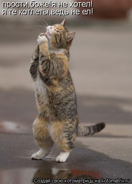 Котоматрица: прости,боже!я не хотел! я те котлеты,ведь не ел!
