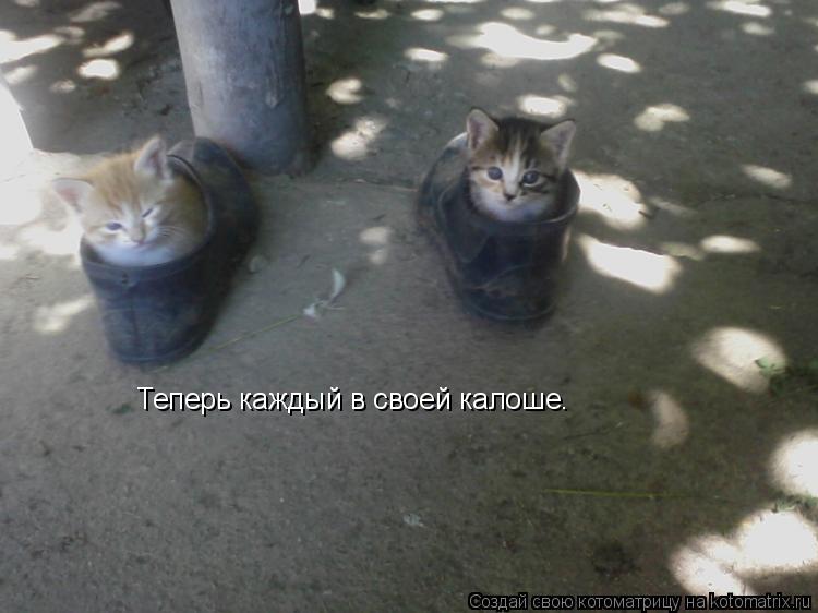 Котоматрица: Теперь каждый в своей калоше.