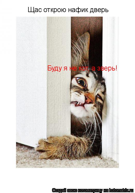 Котоматрица: Щас открою нафик дверь Буду я не кот, а зверь!