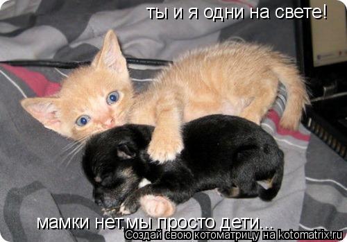 Котоматрица: ты и я одни на свете! мамки нет,мы просто дети...