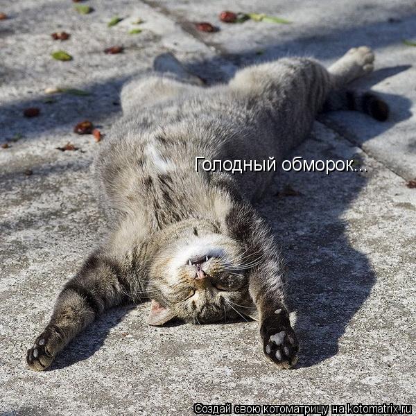 Голодный обморок...... Котоматрица: Голодный обморок...