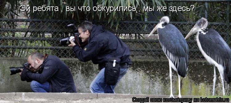 Котоматрица: Эй ребята , вы что обкурились , мы же здесь?