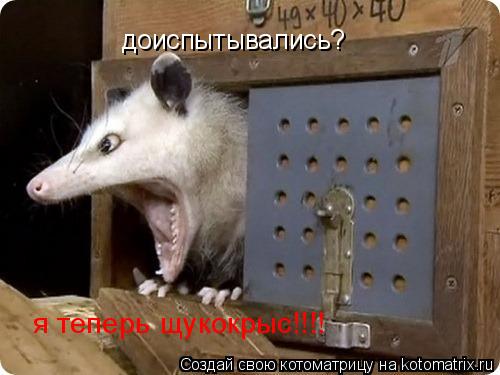 доиспытывались? я теперь щукокрыс!!!!... Котоматрица: доиспытывались? я теперь щукокрыс!!!!