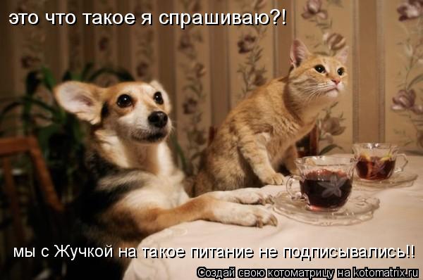 Котоматрица: это что такое я спрашиваю?! мы с Жучкой на такое питание не подписывались!!