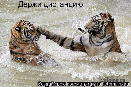 Котоматрица: Держи дистанцию