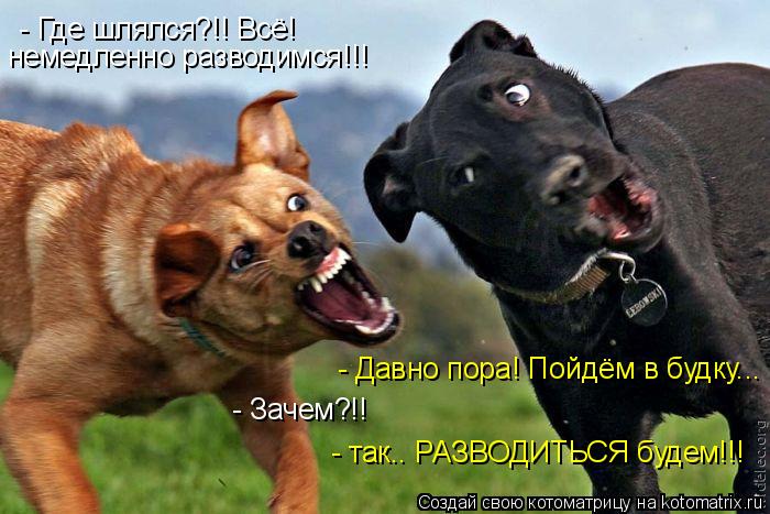 Котоматрица: - Где шлялся?!! Всё! немедленно разводимся!!! - Давно пора! Пойдём в будку... - Зачем?!! - так.. РАЗВОДИТЬСЯ будем!!!