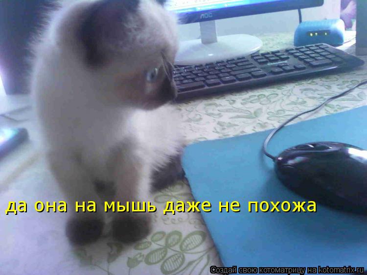 Котоматрица: да она на мышь даже не похожа