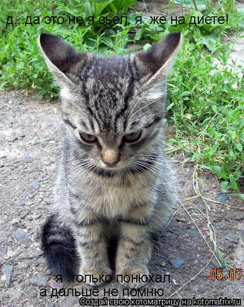 Котоматрица: д...да это не я сьел, я  же на диете! я  только понюхал... а дальше не помню...