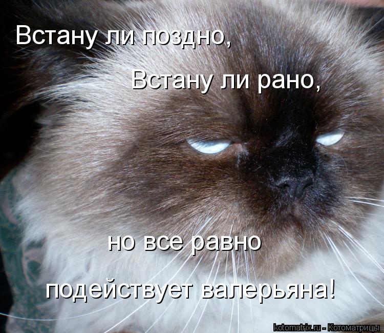 Котоматрица: Встану ли поздно, Встану ли рано, но все равно подействует валерьяна!
