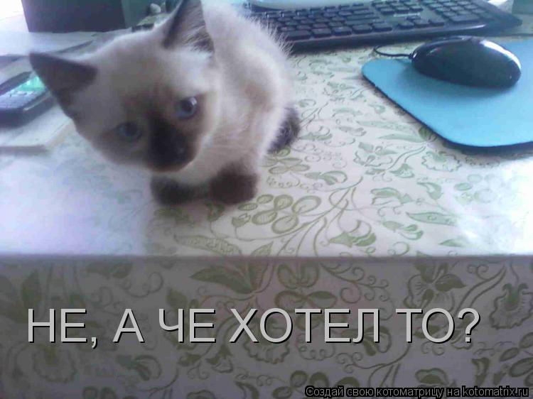 Котоматрица: НЕ, А ЧЕ ХОТЕЛ ТО?