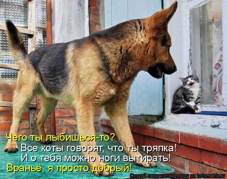 Котоматрица: Чего ты лыбишься-то? Все коты говорят, что ты тряпка! И о тебя можно ноги вытирать! Враньё, я просто добрый!