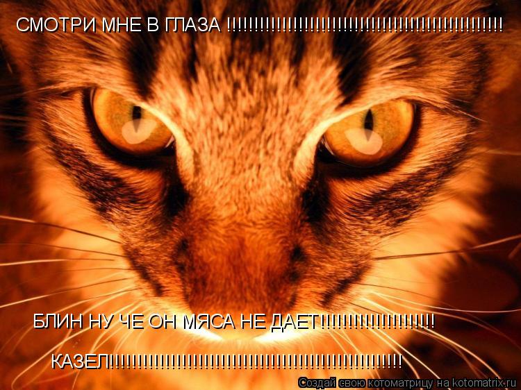 Котоматрица: СМОТРИ МНЕ В ГЛАЗА !!!!!!!!!!!!!!!!!!!!!!!!!!!!!!!!!!!!!!!!!!!!!!!!!! БЛИН НУ ЧЕ ОН МЯСА НЕ ДАЕТ!!!!!!!!!!!!!!!!!!!!! КАЗЕЛ!!!!!!!!!!!!!!!!!!!!!!!!!!!