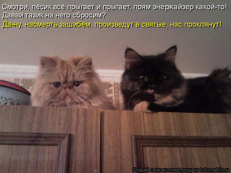 Котоматрица: Смотри, пёсик всё прыгает и прыгает, прям энержайзер какой-то! Давай тазик на него сбросим? Да-ну, насмерть зашибём, произведут в святые, нас 