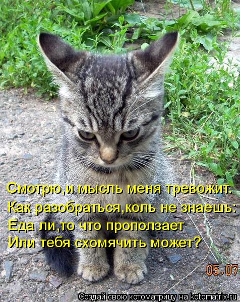 Котоматрица: Смотрю,и мысль меня тревожит. Как разобраться,коль не знаешь: Еда ли,то что проползает Или тебя схомячить может?