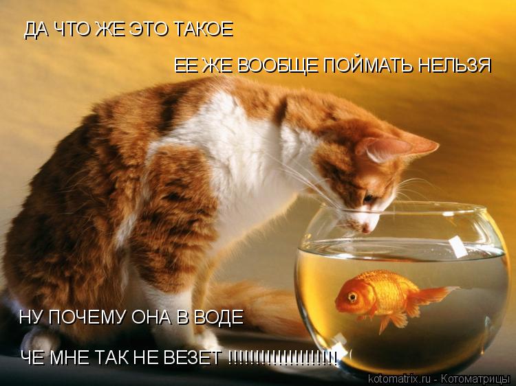 Котоматрица: ДА ЧТО ЖЕ ЭТО ТАКОЕ  ЕЕ ЖЕ ВООБЩЕ ПОЙМАТЬ НЕЛЬЗЯ НУ ПОЧЕМУ ОНА В ВОДЕ  ЧЕ МНЕ ТАК НЕ ВЕЗЕТ !!!!!!!!!!!!!!!!!!!!