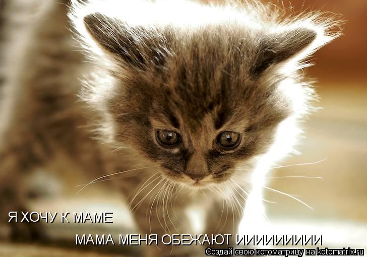 Котоматрица: Я ХОЧУ К МАМЕ  МАМА МЕНЯ ОБЕЖАЮТ ИИИИИИИИИ