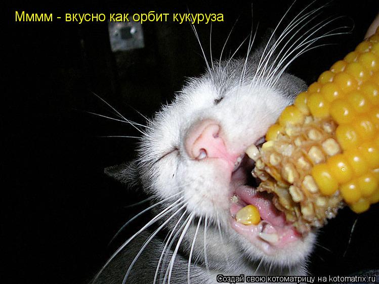 Котоматрица: Мммм - вкусно как орбит кукуруза