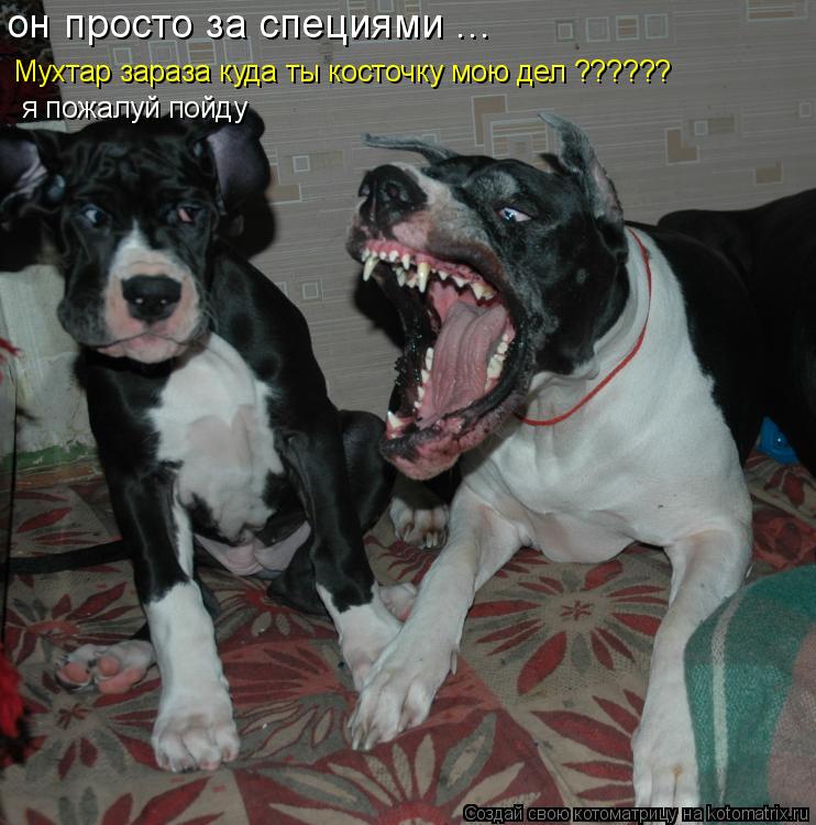 Котоматрица: он просто за специями ...  Мухтар зараза куда ты косточку мою дел ?????? я пожалуй пойду