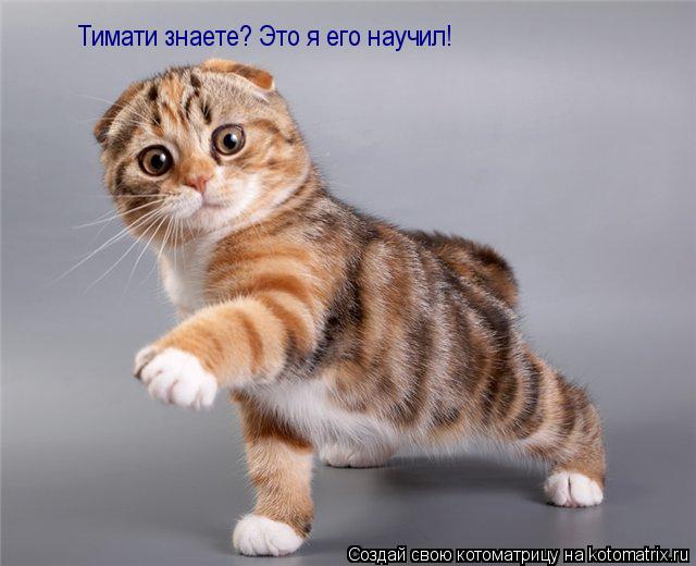 Котоматрица: Тимати знаете? Это я его научил!