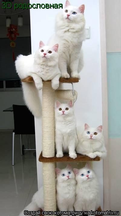 Котоматрица: 3D родословная