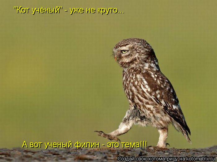 Котоматрица: "Кот учёный" - уже не круто... А вот ученый филин - это тема!!!