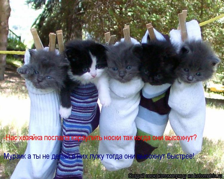 Котоматрица: -Нас хозяйка послала караулить носки так когда они высохнут? Мурзик а ты не делай в них лужу тогда они высохнут быстрее!