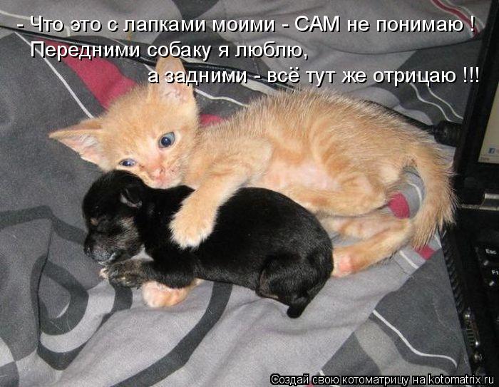 - Что это с лапками моими - САМ не понимаю ! а задними - все тут же отрицаю !!! .. Передними собаку я... Котоматрица: - Что это с лапками моими - САМ не понимаю ! а задними - все тут же отрицаю !!! .. Передними собаку я люблю,