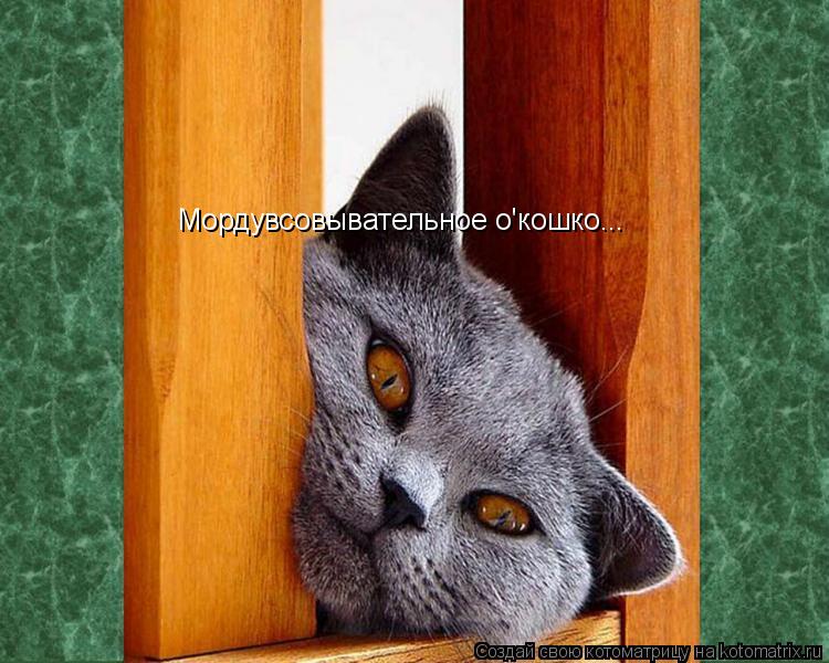 Котоматрица: Мордувсовывательное о'кошко...