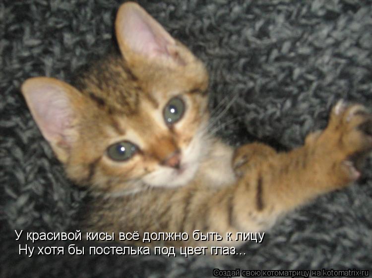 Котоматрица: У красивой кисы всё должно быть к лицу  Ну хотя бы постелька под цвет глаз...
