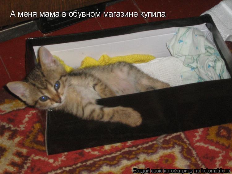 Котоматрица: А меня мама в обувном магазине купила
