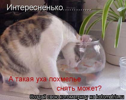 Котоматрица: Интересненько............. А такая уха похмелье снять может?