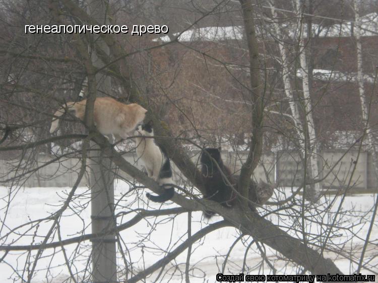 генеалогическое древо... Котоматрица: генеалогическое древо