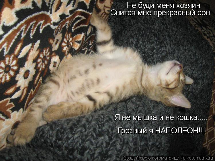 Котоматрица: Не буди меня хозяин Снится мне прекрасный сон Я не мышка и не кошка..... Грозный я НАПОЛЕОН!!!