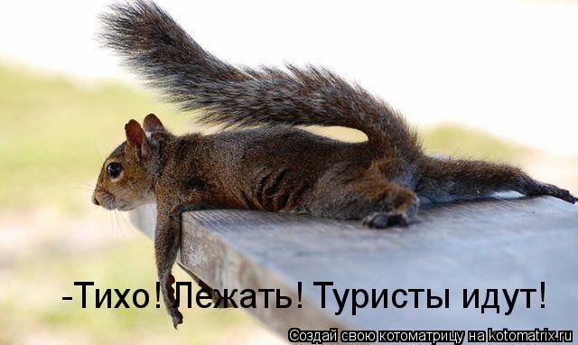 Котоматрица: -Тихо!  -Тихо! Лежать! Туристы идут!