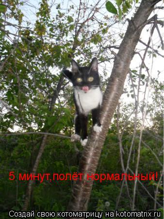 Котоматрица: 5 минут,полёт нормальный!