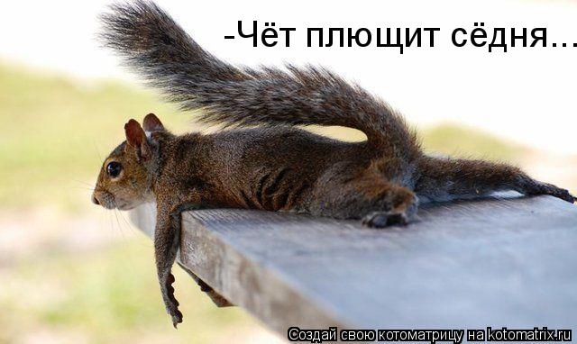 Котоматрица: -Чёт плющит сёдня...