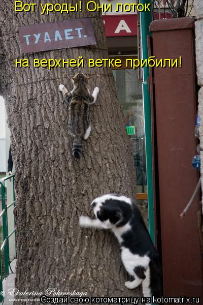 Котоматрица: Вот уроды! Они лоток  на верхней ветке прибили!