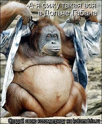 Котоматрица: -А я сижу такая вся в Дольче Габана