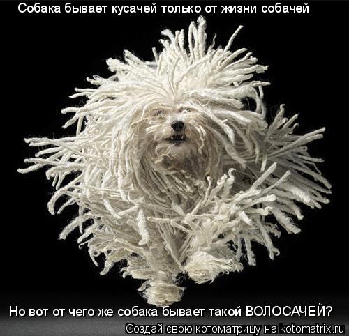 Котоматрица: Собака бывает кусачей только от жизни собачей Но вот от чего же собака бывает такой ВОЛОСАЧЕЙ?