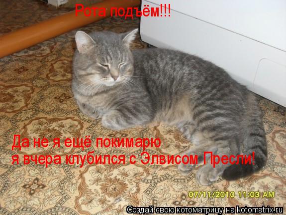 Котоматрица: Рота подъём!!! Рота подъём!!! Да не я ещё покимарю вчера клубился с Элвисом Пресли Рота подъём!!!  Да не я ещё покимарю  я вчера клубился с Элвис