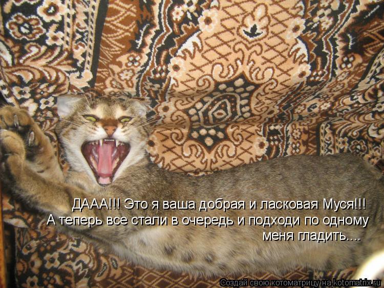 Котоматрица: ДААА!!! Это я ваша добрая и ласковая Муся!!! А теперь все стали в очередь и подходи по одному меня гладить....