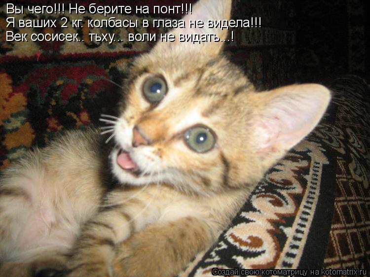 Котоматрица: Вы чего!!! Не берите на понт!!! Я ваших 2 кг. колбасы в глаза не видела!!! Век сосисек.. тьху... воли не видать...!