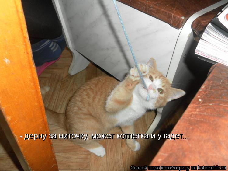 Котоматрица: - дерну за ниточку, может котлетка и упадет...
