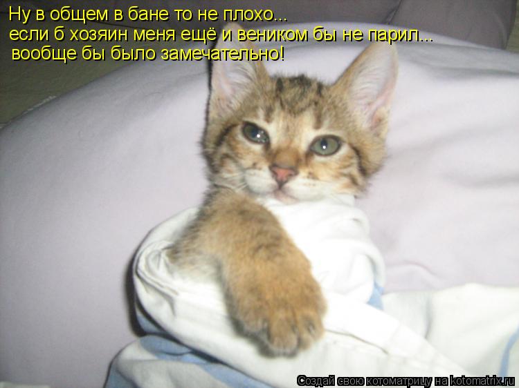 Котоматрица: Ну в общем в бане то не плохо... если б хозяин меня ещё и веником бы не парил... вообще бы было замечательно!