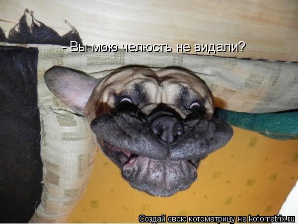 Котоматрица: - Вы мою челюсть не видали?