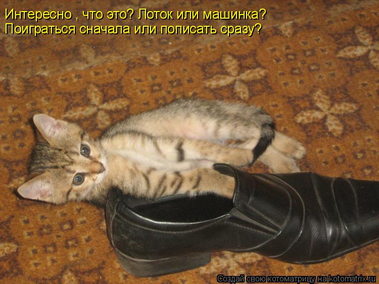 Котоматрица: Интересно , что это? Лоток или машинка? Поиграться сначала или пописать сразу?