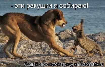 Котоматрица: - эти ракушки я собираю!