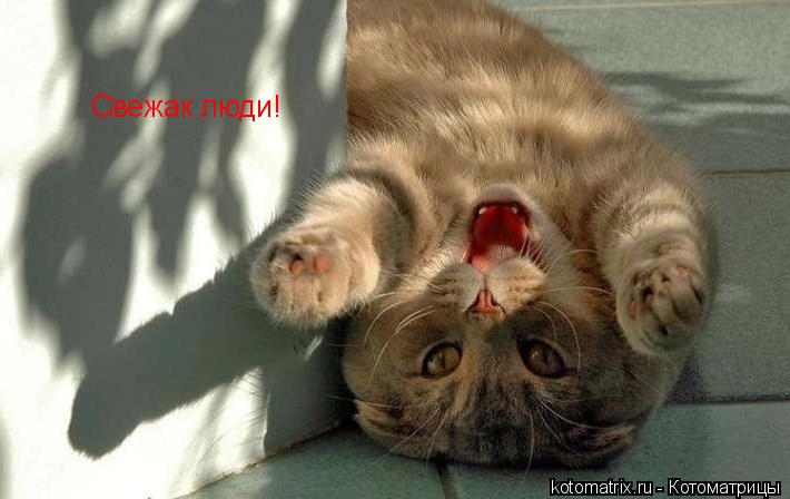 Котоматрица: Свежак люди!